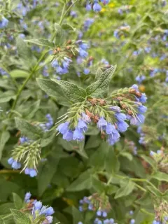 Caucasian Comfrey thumbnail 4