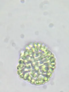 Woronichinia compacta thumbnail 2
