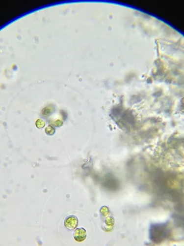 Paulschulzia pseudovolvox