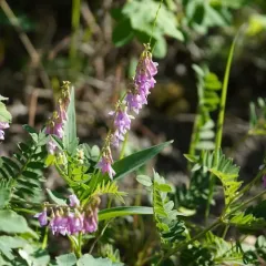 Alpine Sweet-vetch thumbnail 3