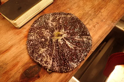 Hygrosoma petersii