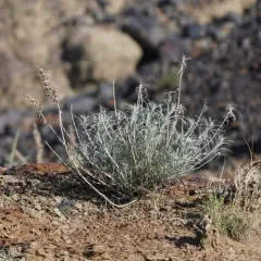 Longleaf Wormwood thumbnail 4