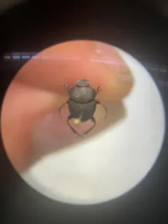 Melanocanthon bispinatus thumbnail 2