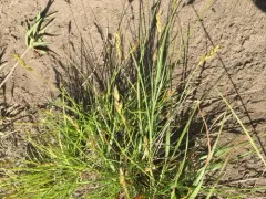 Hooker's Sedge thumbnail 2