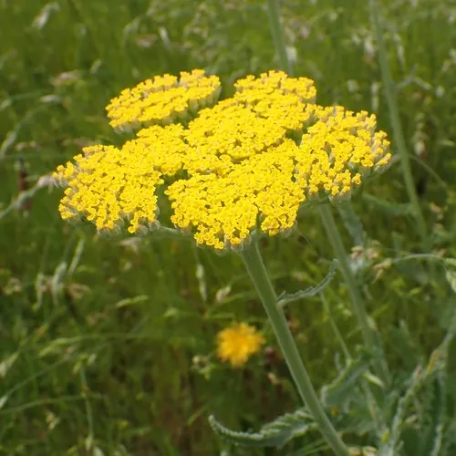 Fern-leaf Yarrow