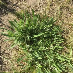 Smooth fleabane thumbnail 2
