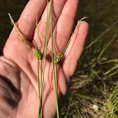 few-seeded sedge thumbnail 2