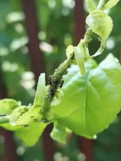 Spiraea Aphid thumbnail 2