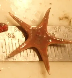 Northern Scarlet Star thumbnail 1