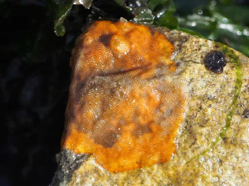 Single Horn Bryozoan