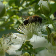 Milwaukee Mining Bee thumbnail 1