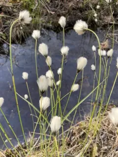 short-anther cottongrass thumbnail 4