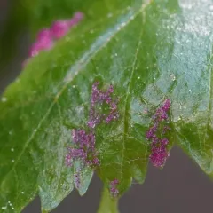 Acalitus longisetosus thumbnail 1