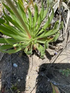 Winged Buckwheat thumbnail 2