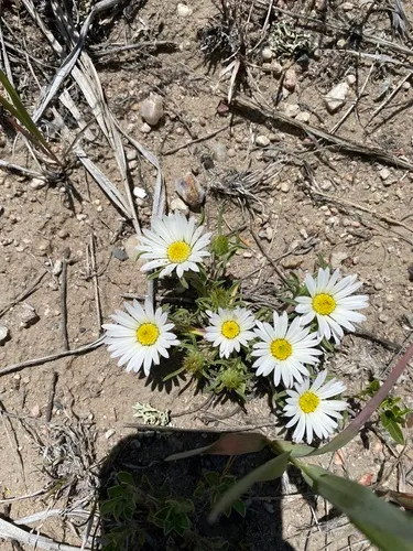Largeflower Ground-Daisy