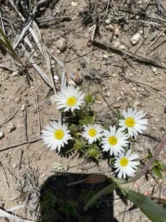 Largeflower Ground-Daisy thumbnail 1