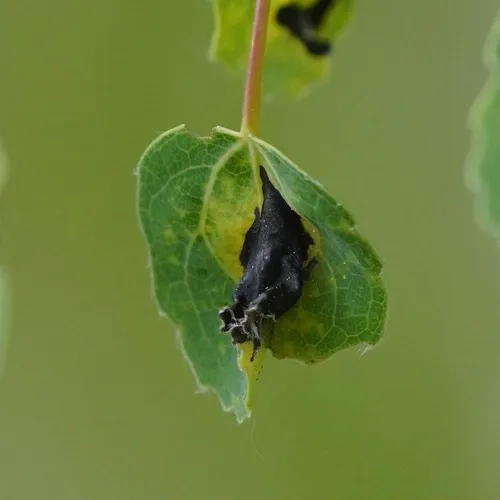 Poplar Shoot Blight