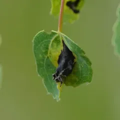 Poplar Shoot Blight thumbnail 1