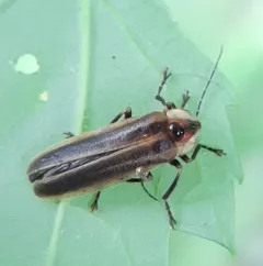 Cape Breton Firefly thumbnail 3
