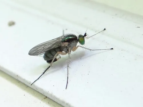 Dolichopus affinis