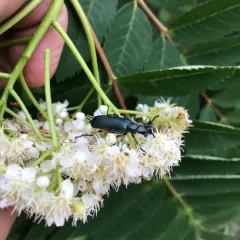 Say's Blister Beetle thumbnail 3