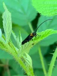 Raspberry Cane Borer thumbnail 3