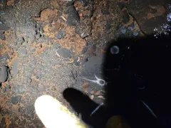 Polycelis coronata thumbnail 2