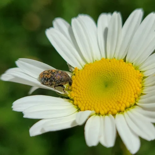 Blunt Knapweed Flower Weevil