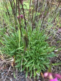 Sticky Catchfly thumbnail 3