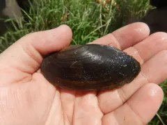 Pondmussel thumbnail 2