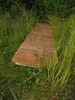 narrow manna grass thumbnail 3