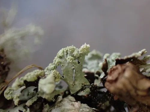 Powdered Honeycomb Lichen