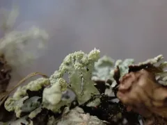 Powdered Honeycomb Lichen thumbnail 1