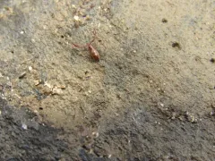 intertidal pseudoscorpion thumbnail 2