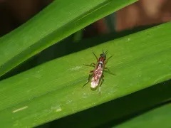 Xylomya pallidifemur thumbnail 2