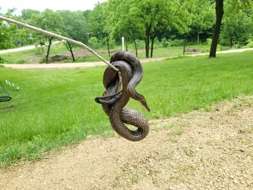 Western Ratsnake