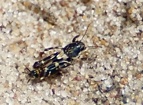 Ellipes gurneyi