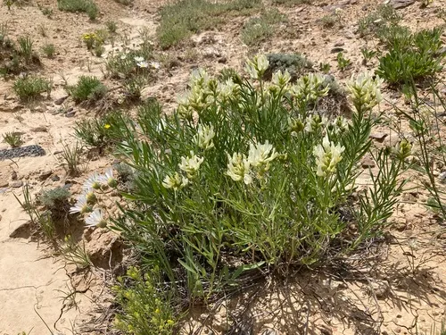 Gray's Milkvetch