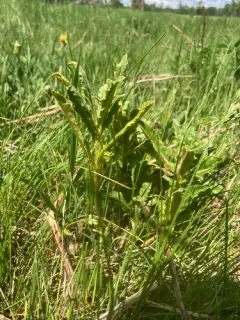 thistle rust thumbnail 2