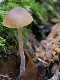 Sagaranella tylicolor thumbnail 2
