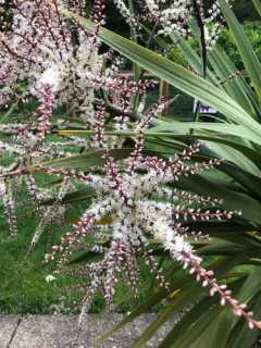 New Zealand cabbage tree thumbnail 2