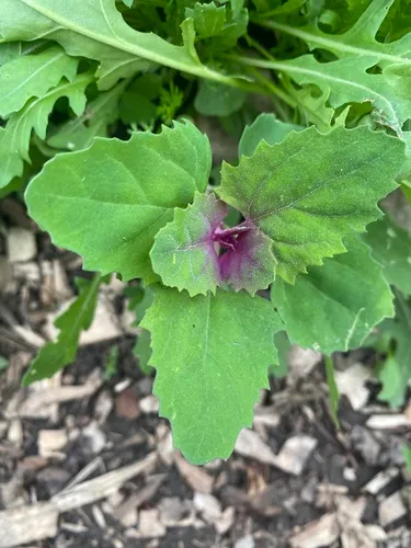 Tree spinach