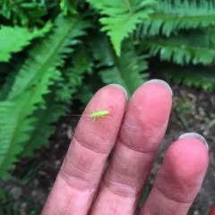 Oak Bush-cricket thumbnail 4