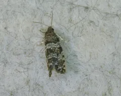 Spruce Needleminer Moth thumbnail 2