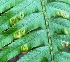 Taphrina faulliana thumbnail 3