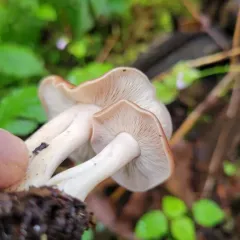 Gerhardtia foliicola thumbnail 1