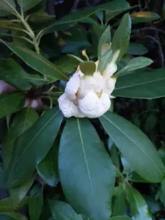 Rhododendron Leaf Gall thumbnail 1