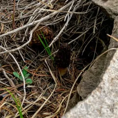 Natural Black Morel thumbnail 2