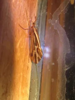 Clistoronia flavicollis thumbnail 3