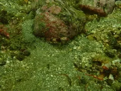 Snubnose Sculpin thumbnail 3